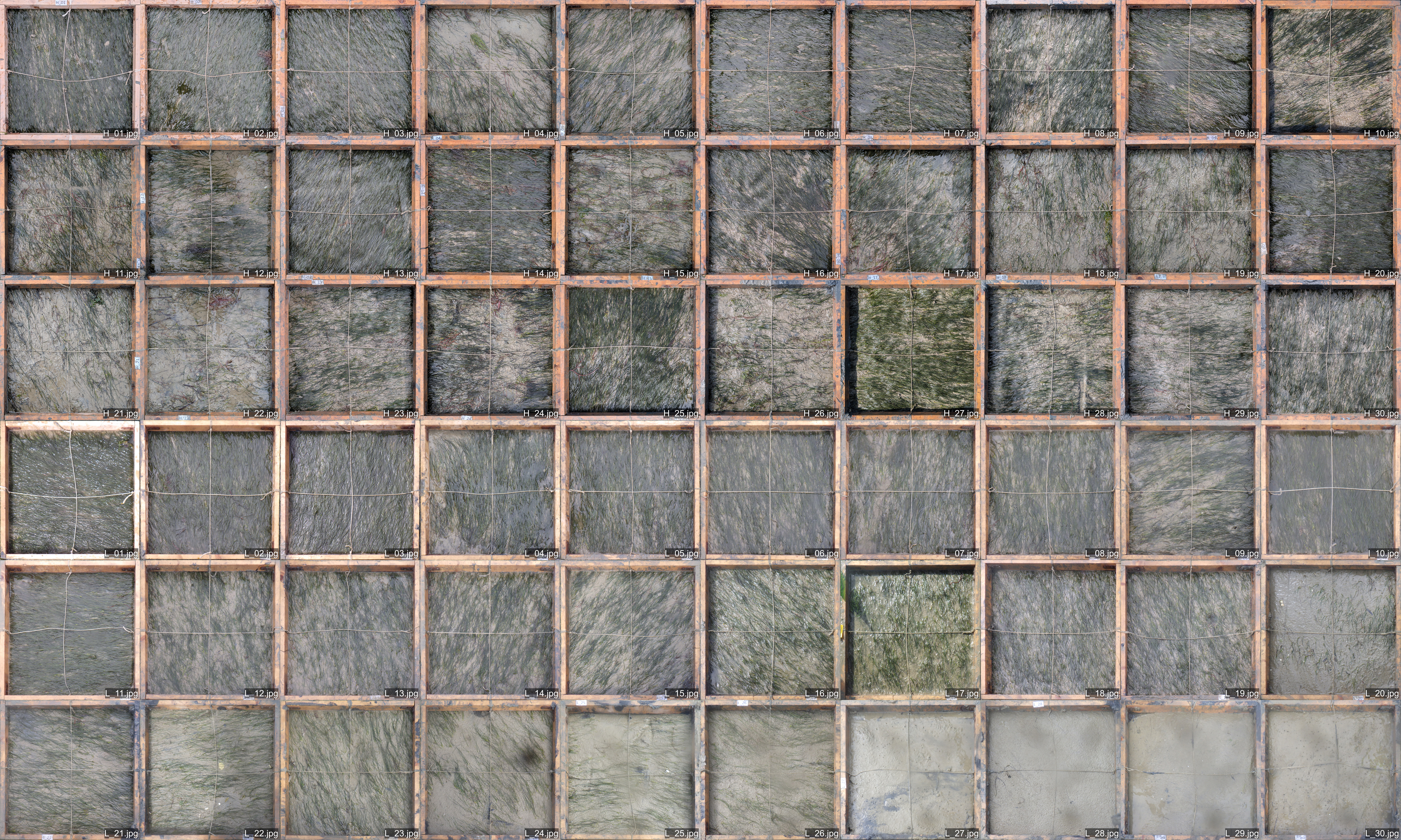 Patchwork of the 60 photo-quadrats